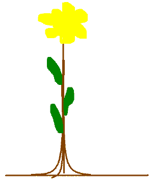 Sunflower.